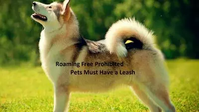 Husky 2